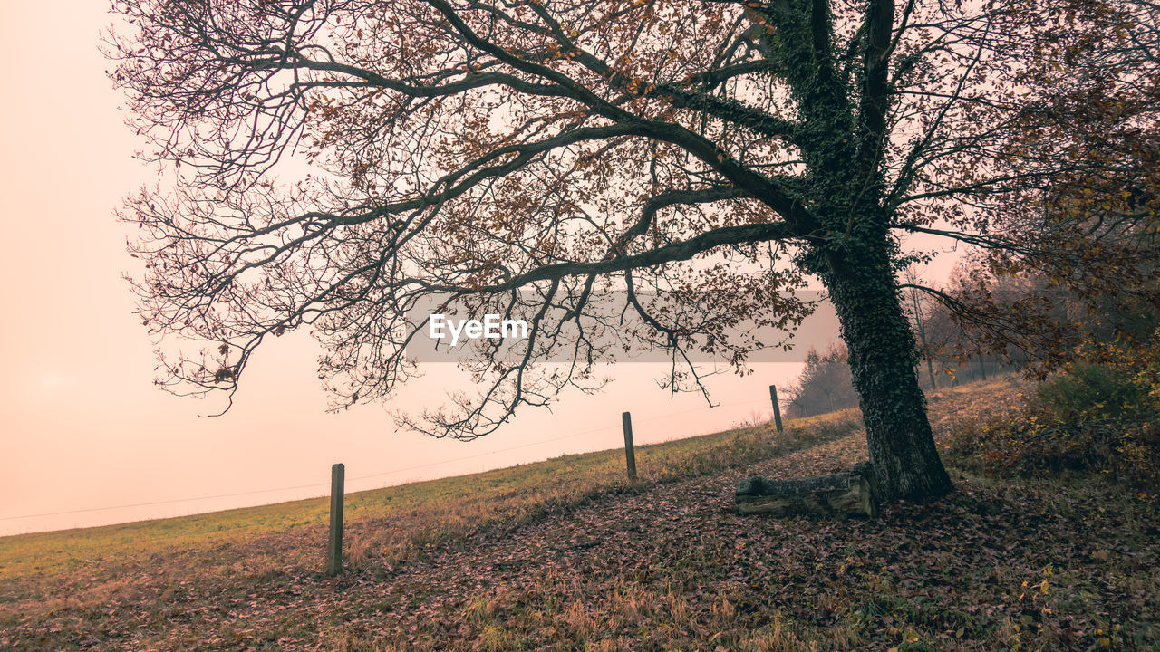 tree, plant, nature, morning, landscape, environment, beauty in nature, land, sky, tranquility, scenics - nature, tranquil scene, field, tree trunk, branch, trunk, no people, rural scene, outdoors, natural environment, grass, leaf, sunlight, idyllic, autumn, fog, non-urban scene, agriculture, flower, growth, sun, bare tree, rural area, twilight, forest, dawn, springtime, day