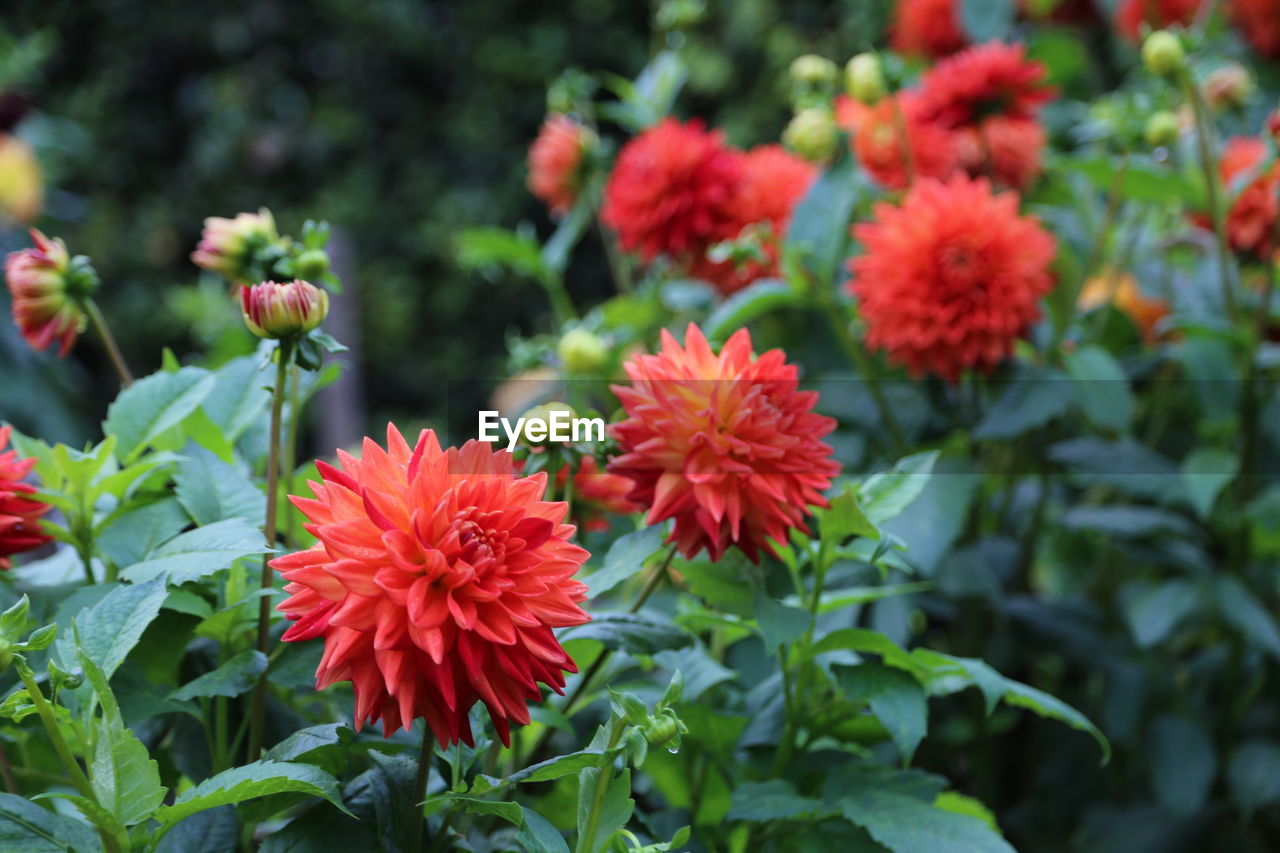 flower, plant, flowering plant, freshness, beauty in nature, nature, plant part, growth, leaf, red, close-up, garden, green, fragility, flower head, petal, no people, inflorescence, focus on foreground, day, outdoors, multi colored, botany, dahlia, bee balm, food and drink, wildflower, food, pink