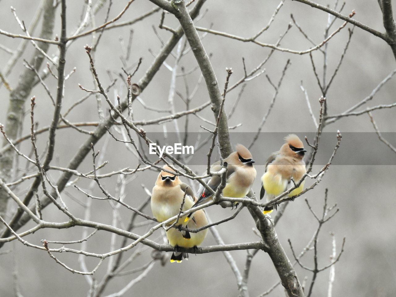  cedar waxwings.