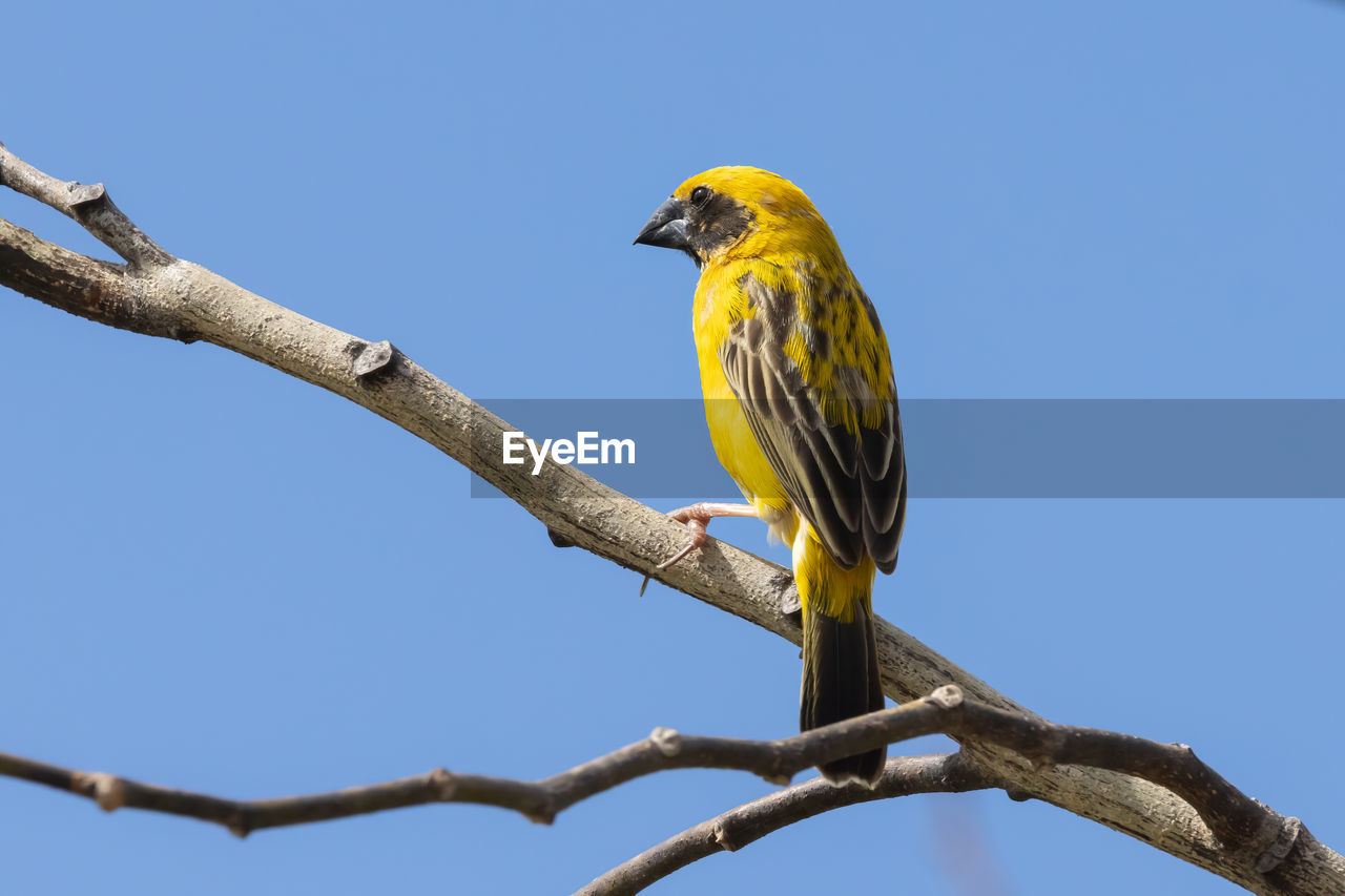 LOW ANGLE VIEW OF BIRD PERCHING ON TREE