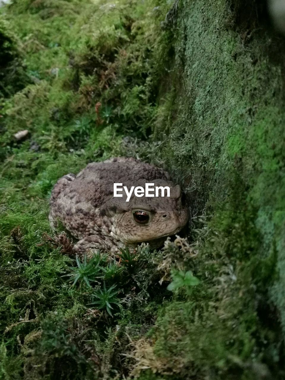 High angle view of toad by moss covered wall