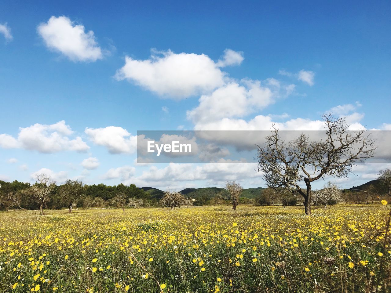 Scenic view of yellow flower field against sky