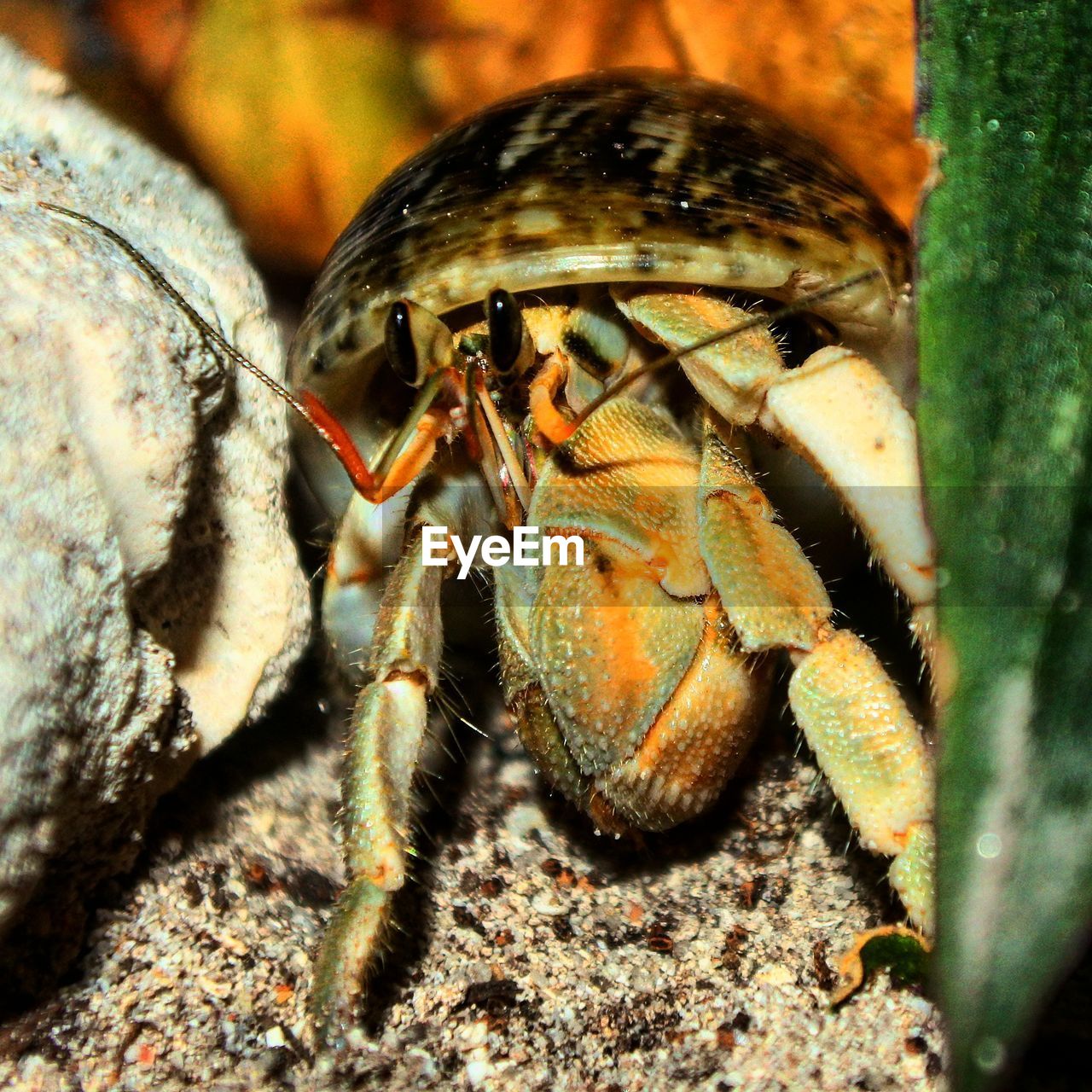 Close up of a crab
