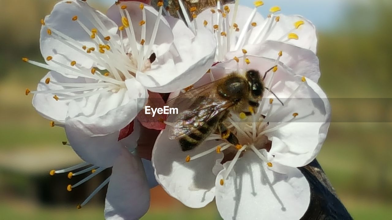 CLOSE-UP OF HONEY BEE POLLINATING FLOWER