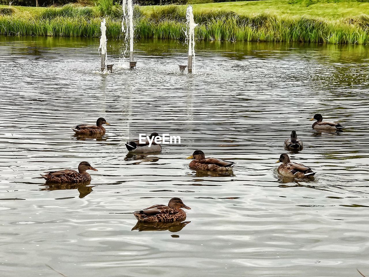 VIEW OF DUCKS IN LAKE