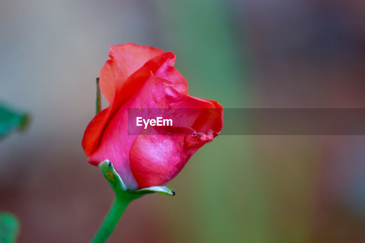 The blossoming pink rose 