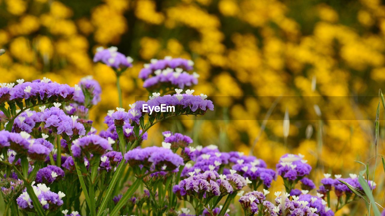 Close-up of purple flowering plants in field