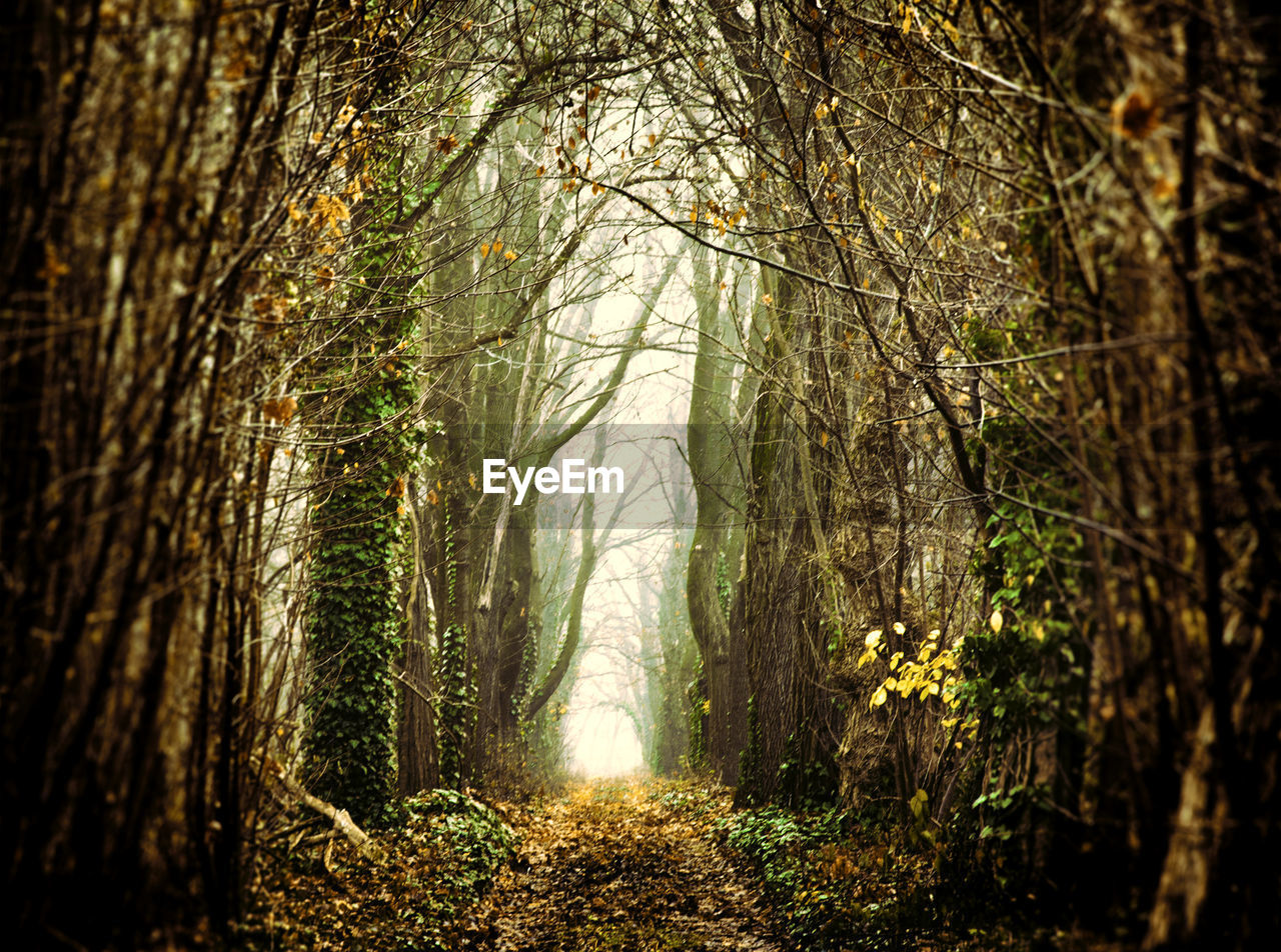 Footpath amidst bare trees on field during autumn