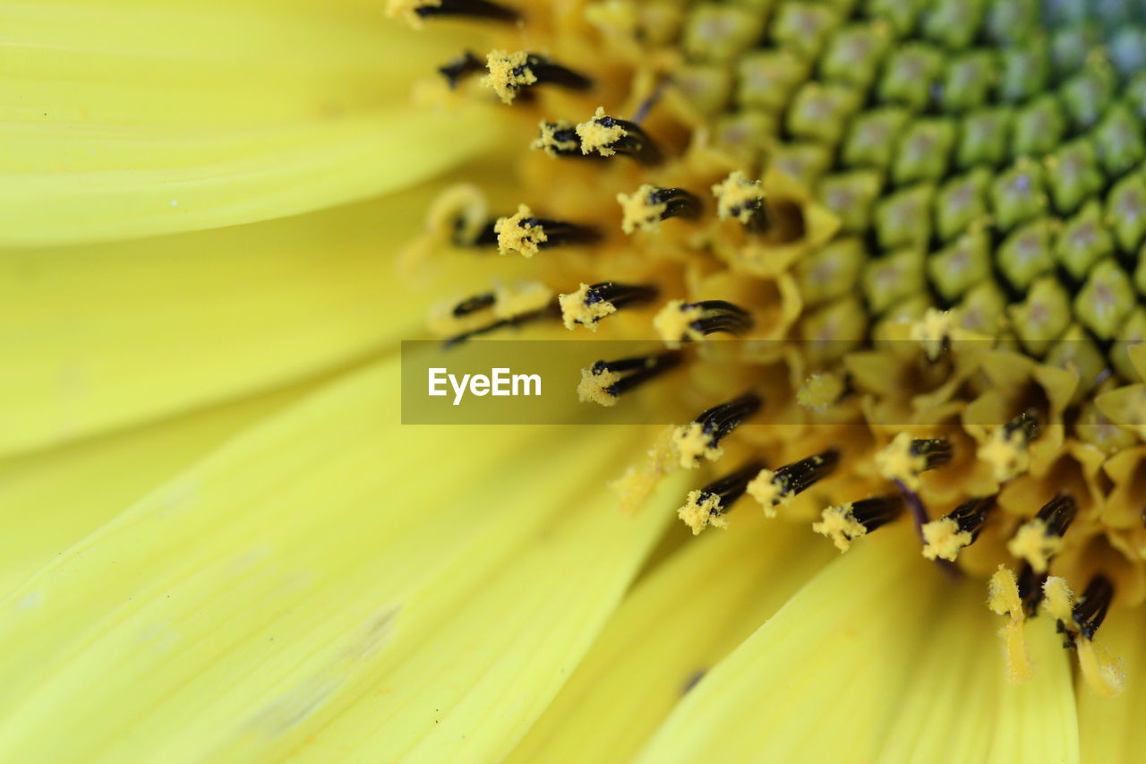 MACRO SHOT OF YELLOW FLOWER POLLEN ON PLANT