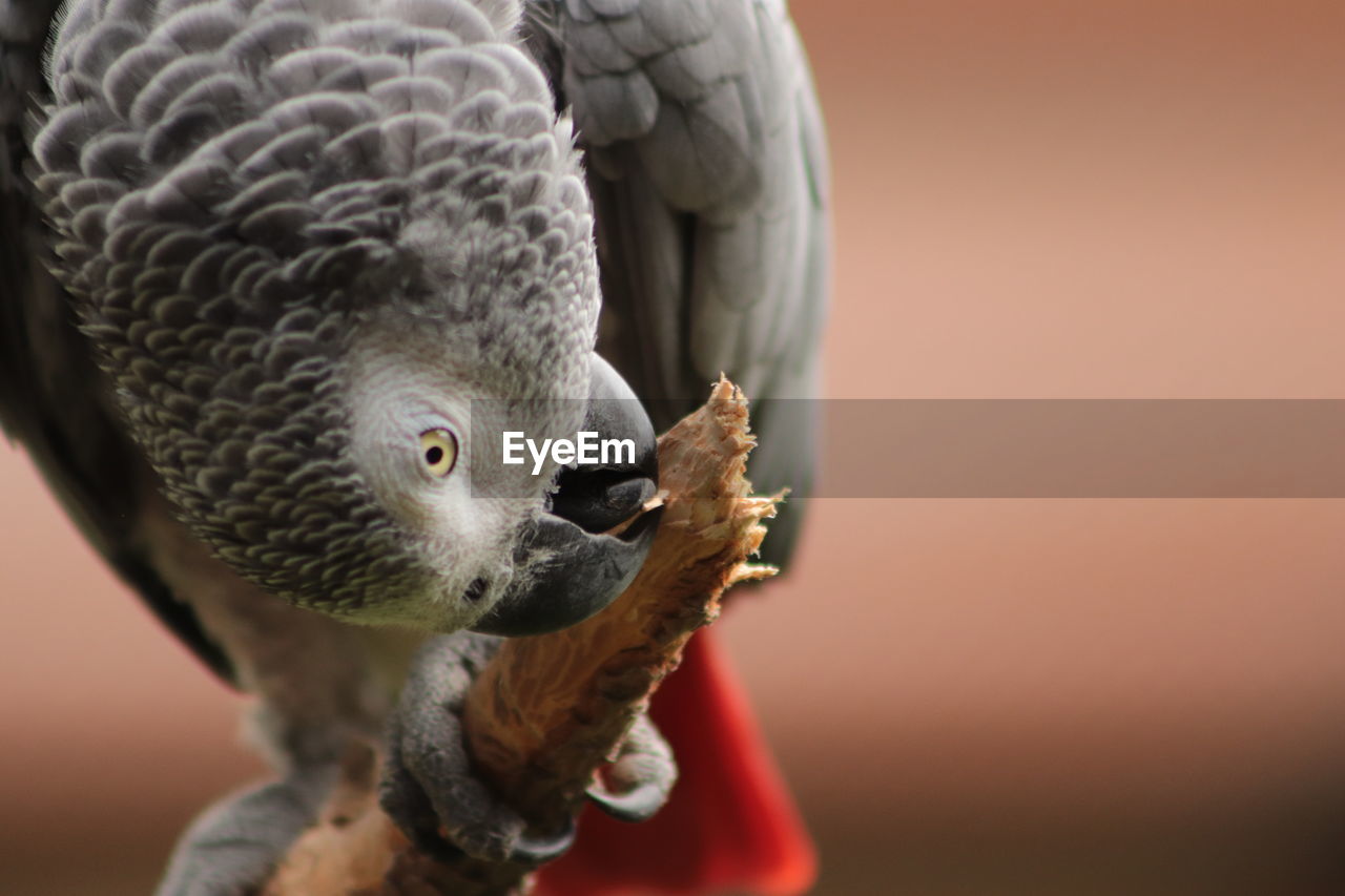 Close-up of eating bird