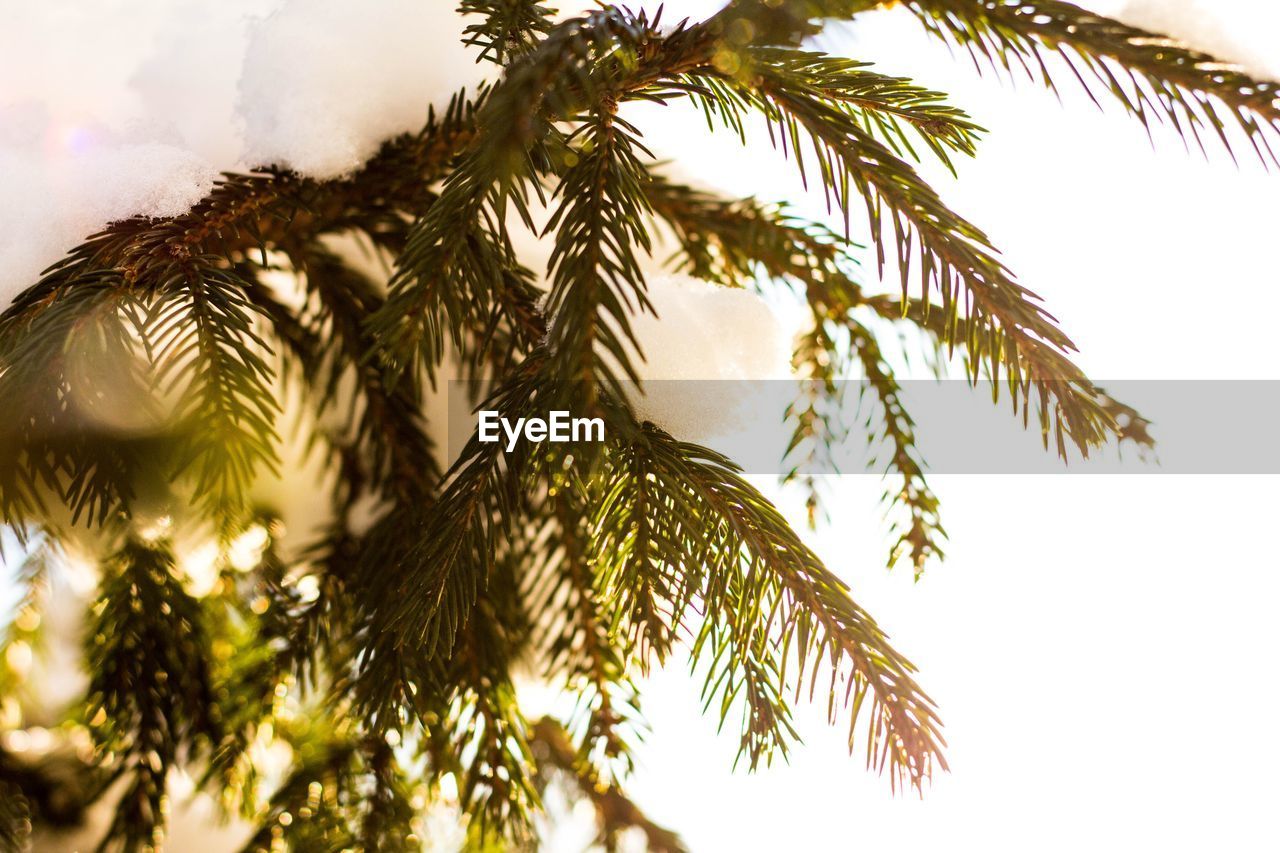 CLOSE-UP OF PALM TREE AGAINST SKY