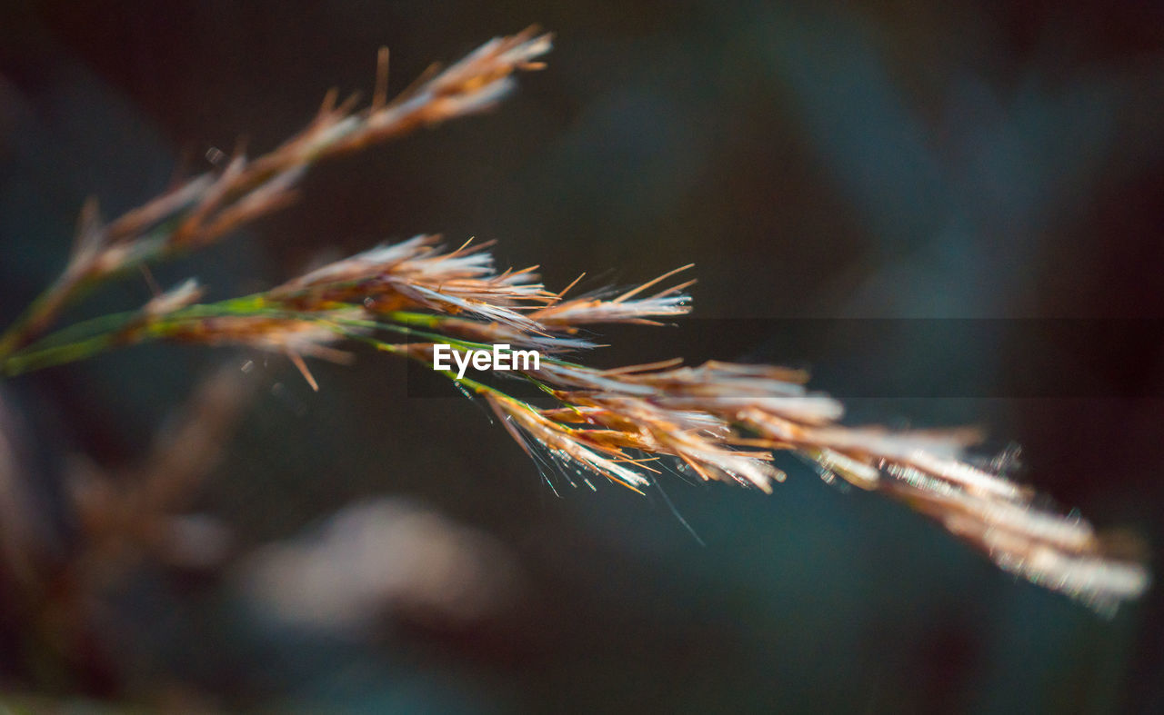 Close-up of pine tree