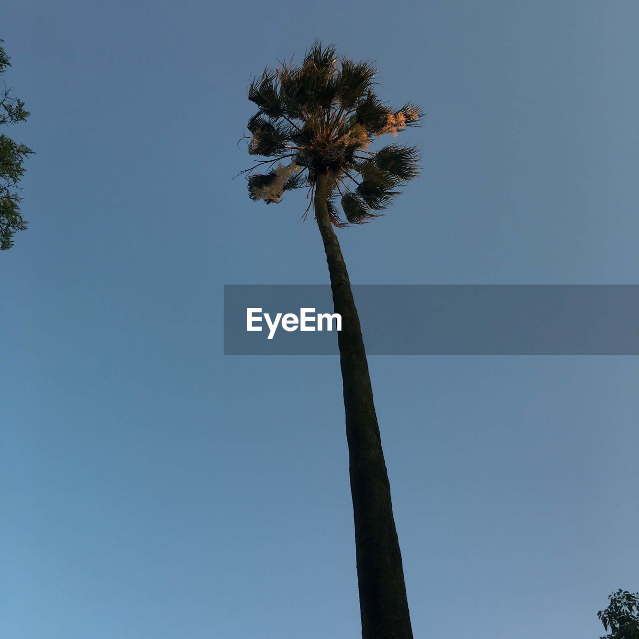 LOW ANGLE VIEW OF PALM TREE AGAINST CLEAR SKY