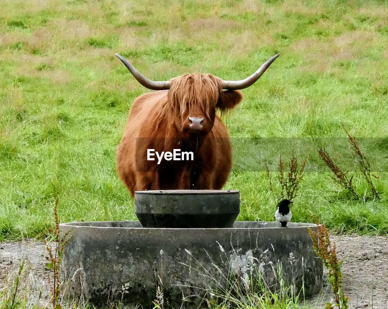 Highland cow in a field