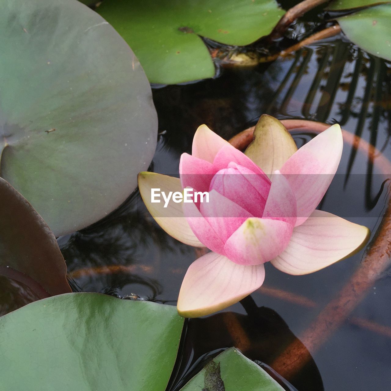 Close-up of pink lotus water lily