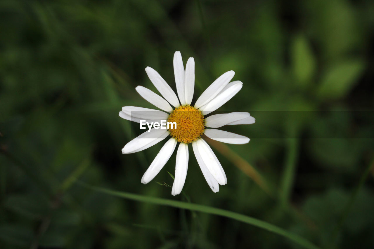 Close up of a wild daisy flower head from above on a meadow and green leaf background bokeh