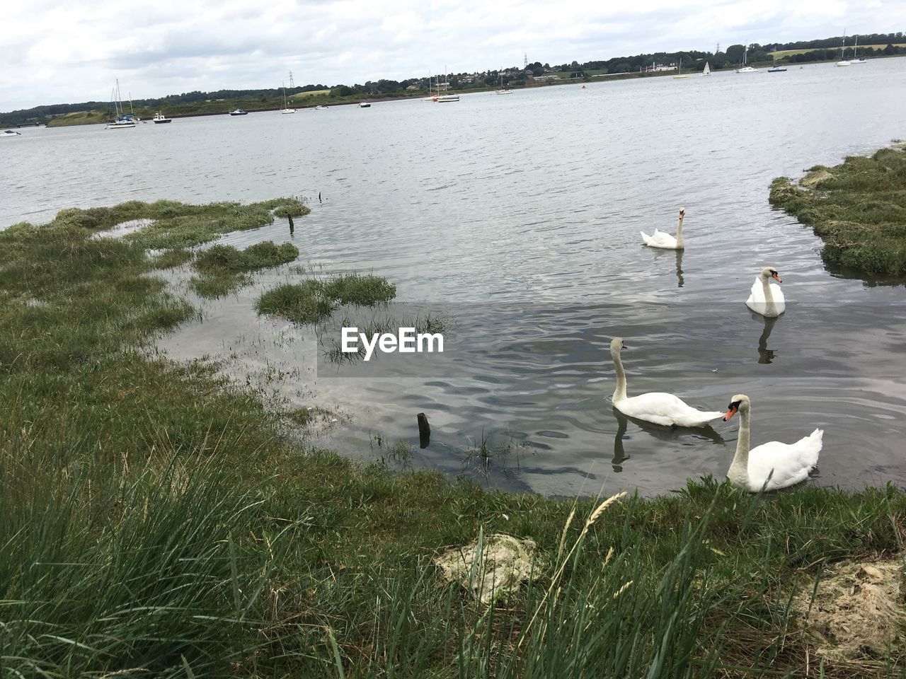 SWANS SWIMMING IN LAKE