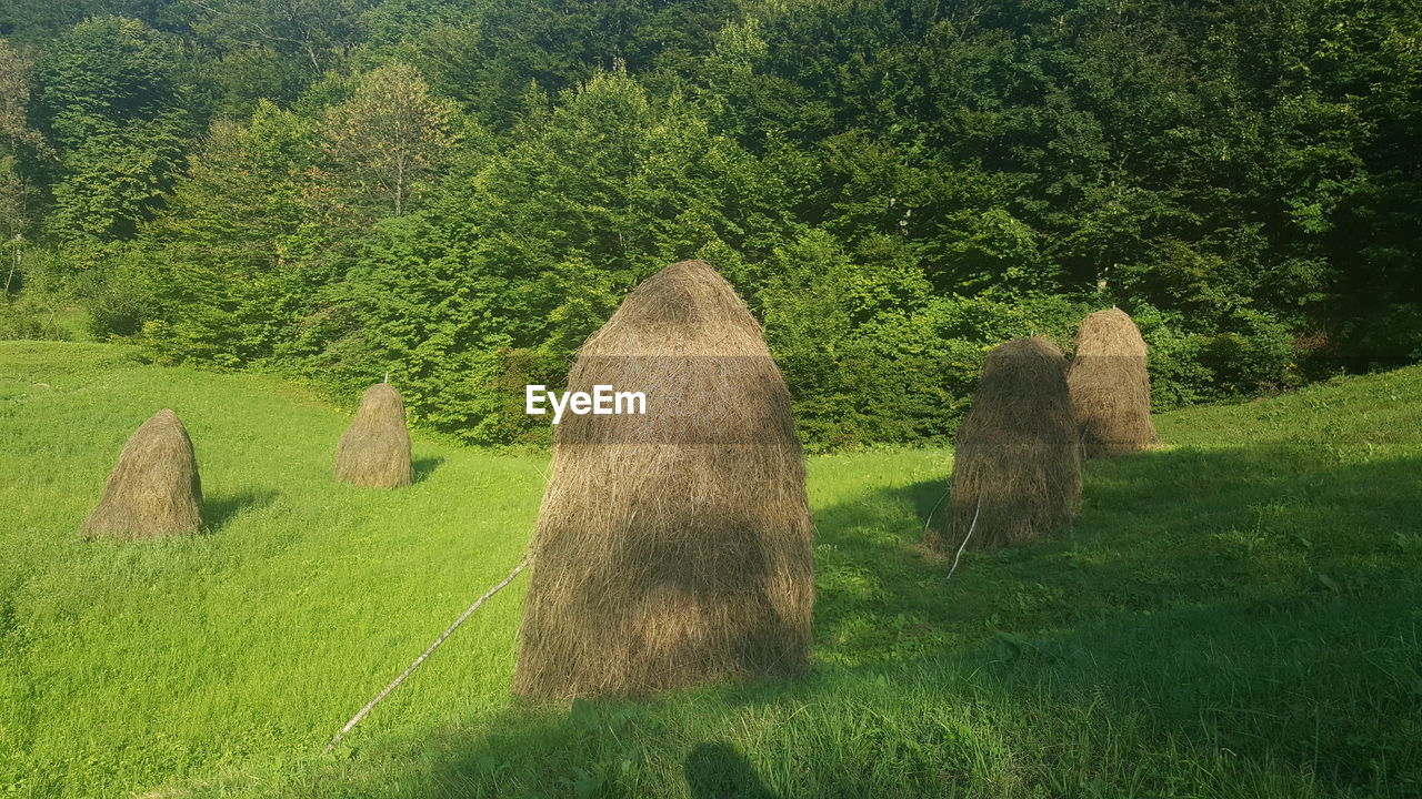 HAY BALES IN FIELD