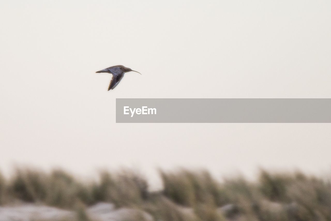 LOW ANGLE VIEW OF BIRDS FLYING OVER WHITE BACKGROUND