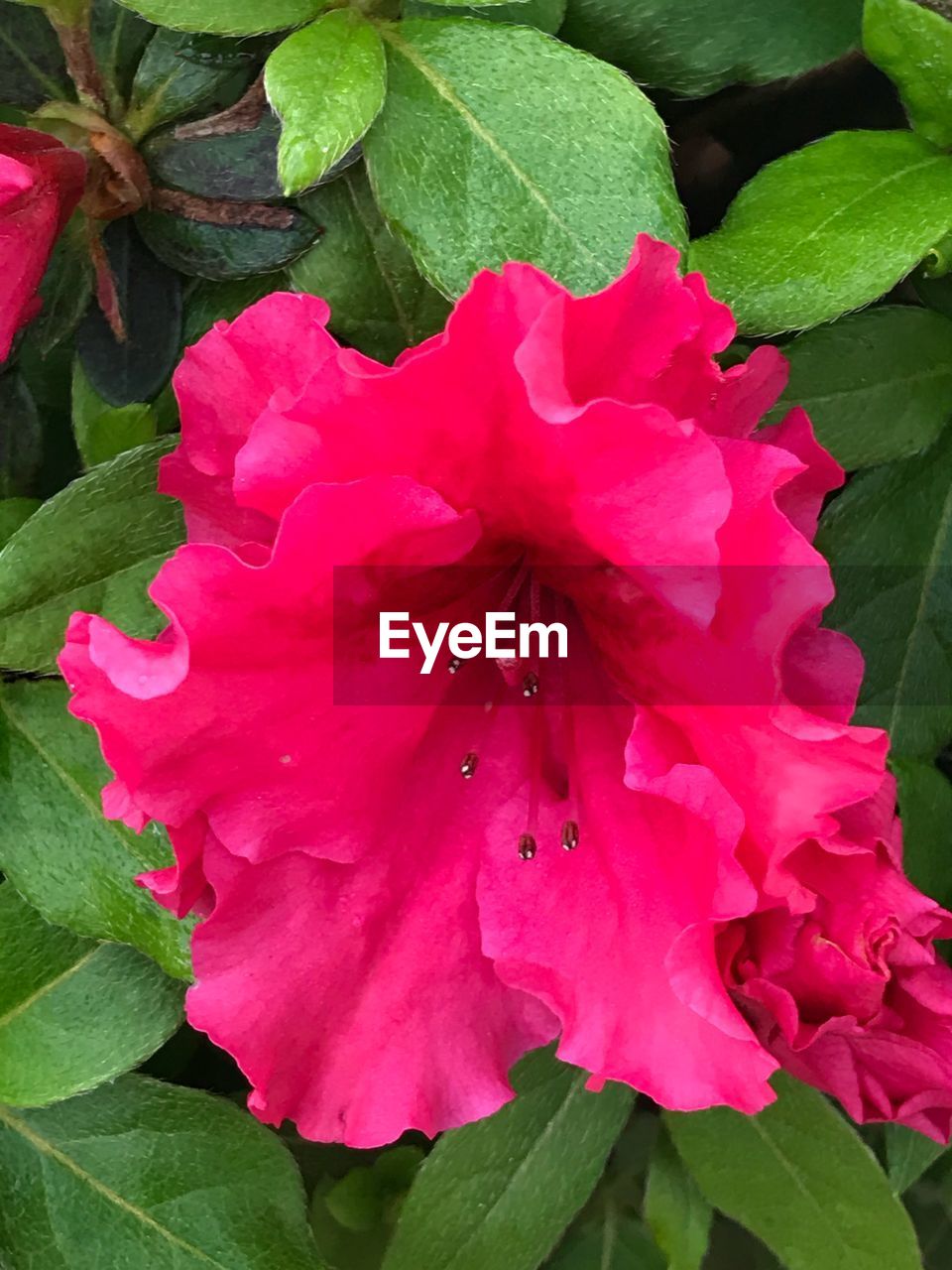 CLOSE-UP OF PINK ROSE PLANT