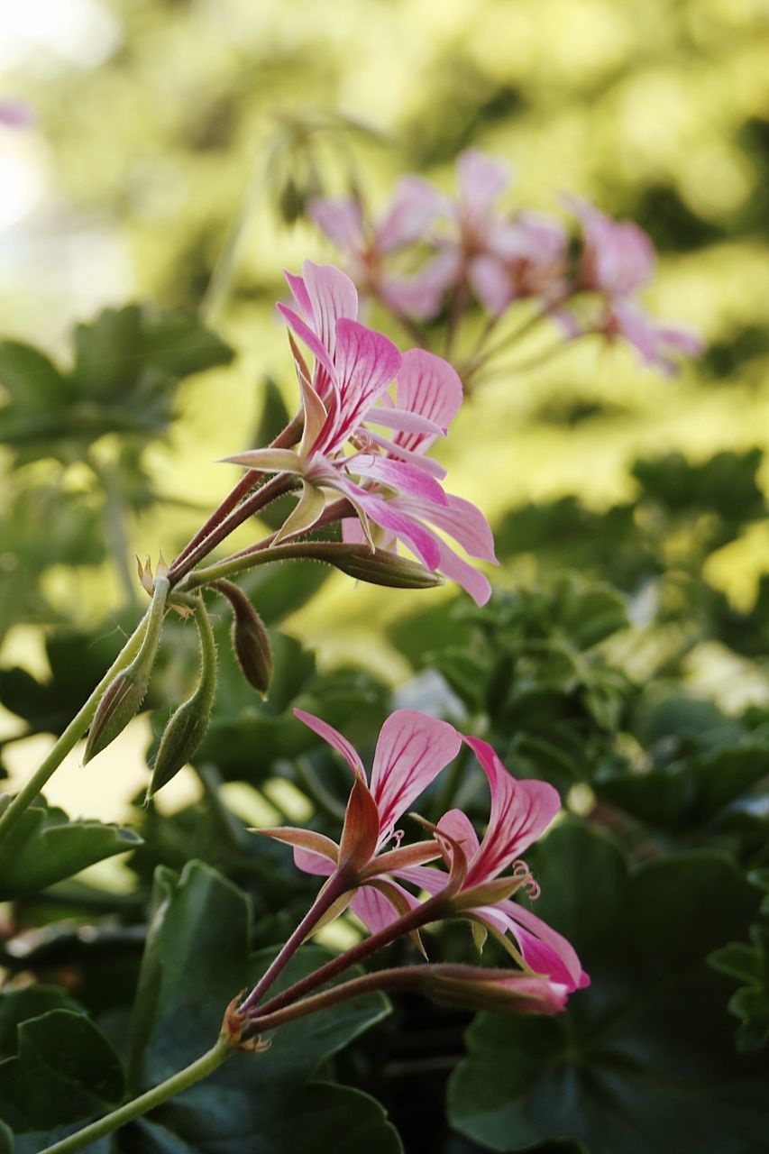 Close-up of pink flowering plant