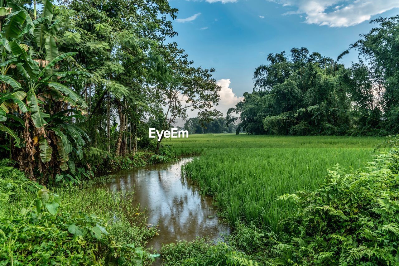 Scenic view of agricultural field against sky