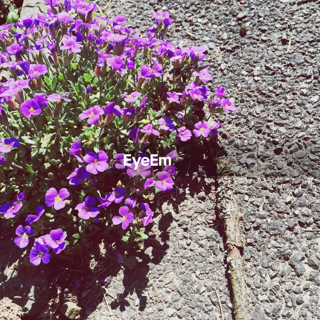 CLOSE-UP OF PURPLE FLOWERS