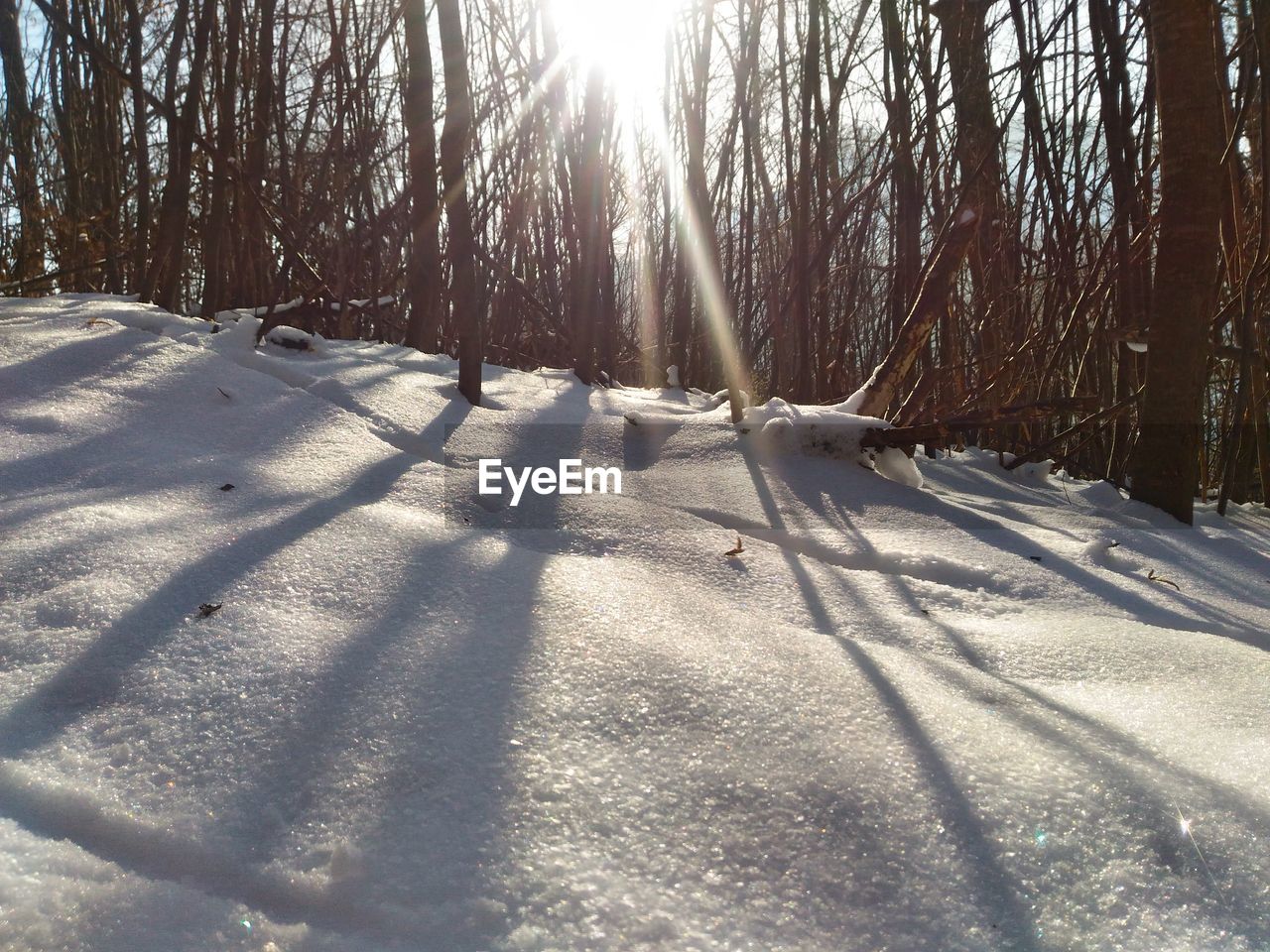 SNOW COVERED TREES IN SUNLIGHT