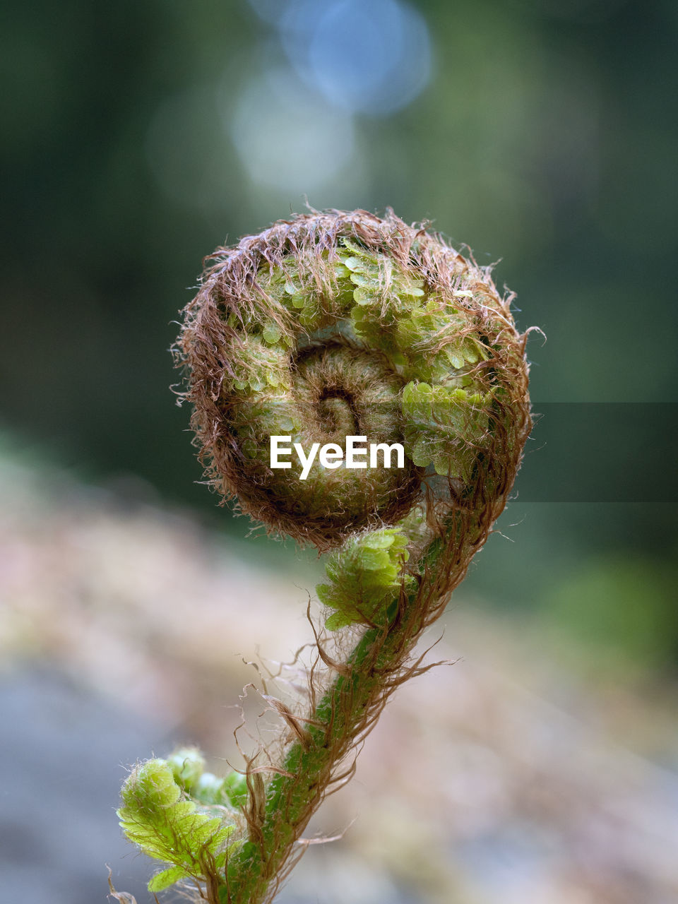 Close-up of fern bud