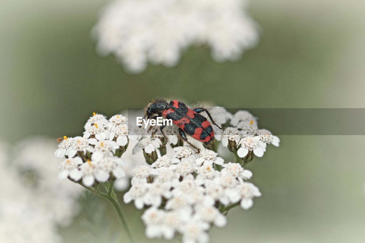 CLOSE-UP OF BUTTERFLY POLLINATING FLOWERS