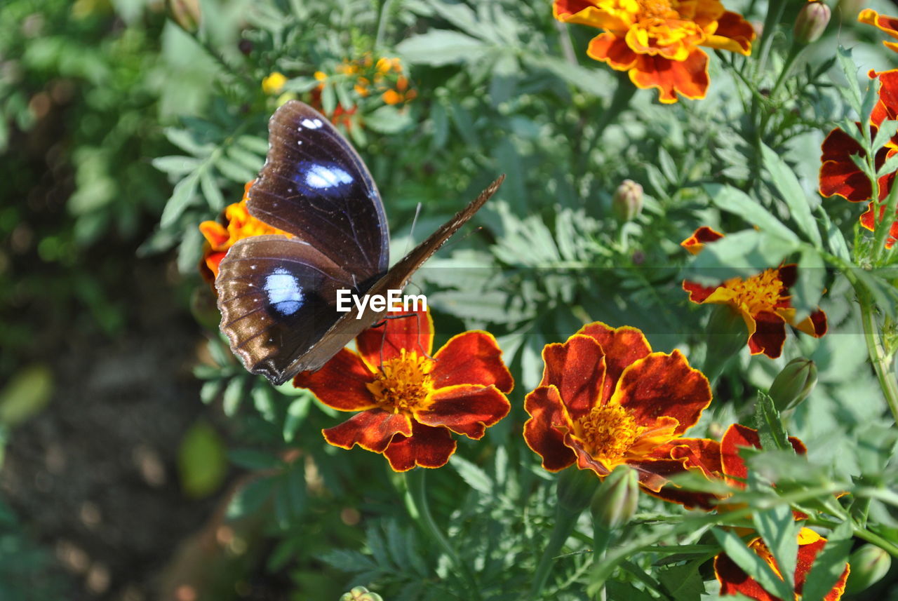 CLOSE-UP OF BUTTERFLY POLLINATING ON RED FLOWER