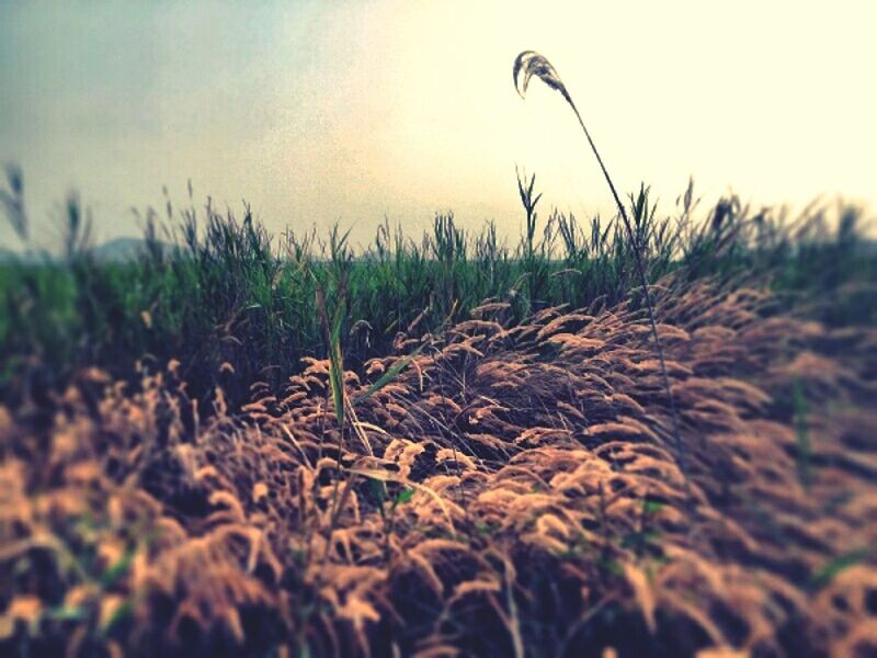 Field of rice husks against sky
