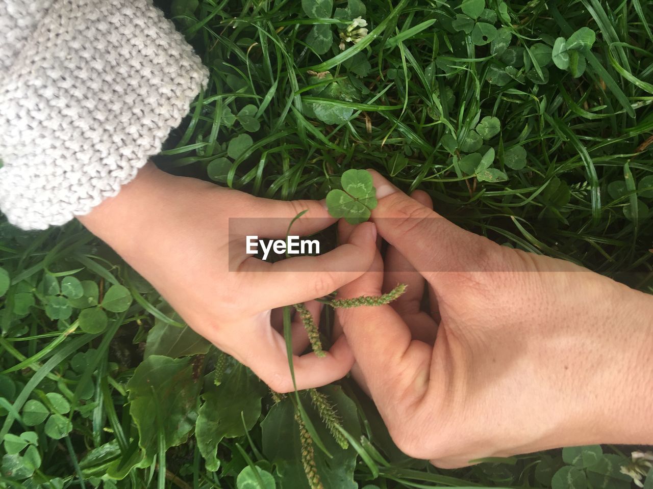 Cropped image of mother and child holding four leaf clover