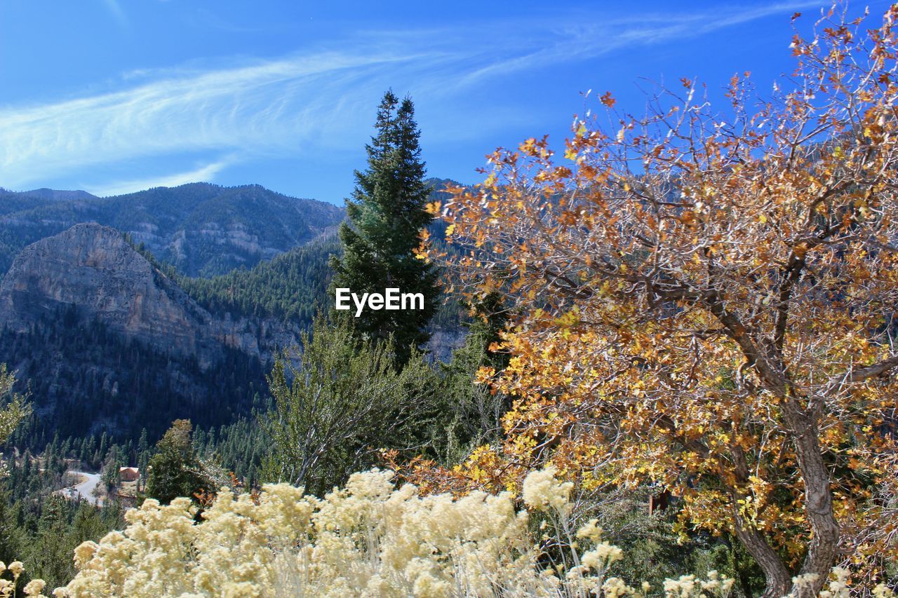 TREES ON COUNTRYSIDE LANDSCAPE AGAINST MOUNTAIN RANGE