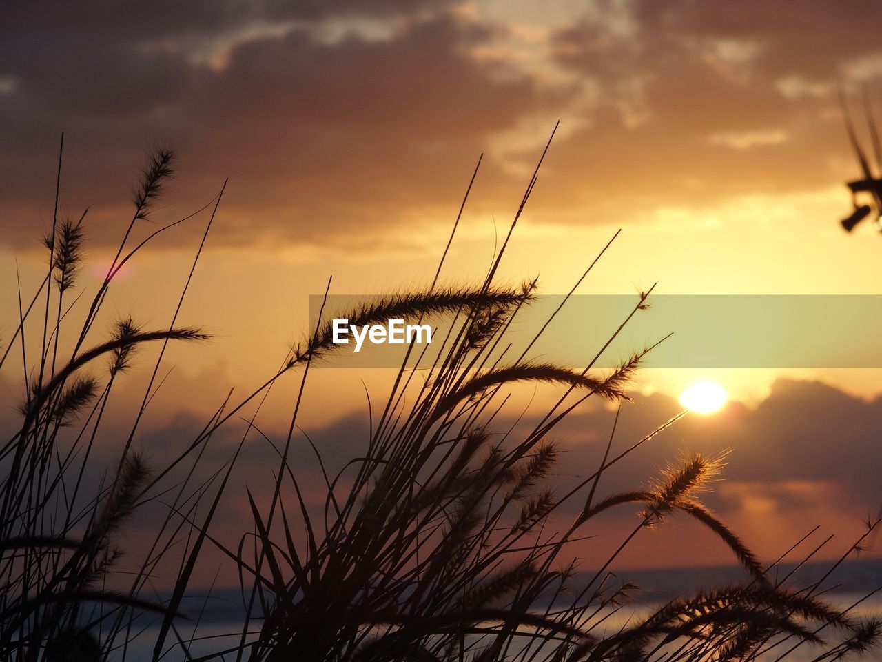 CLOSE-UP OF SILHOUETTE GRASS AGAINST SUNSET SKY