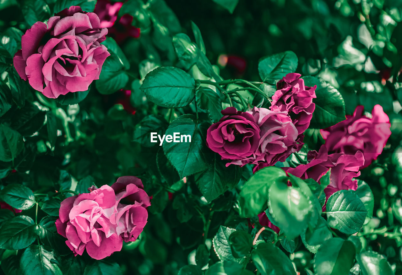 CLOSE-UP OF PINK ROSE WITH ROSES