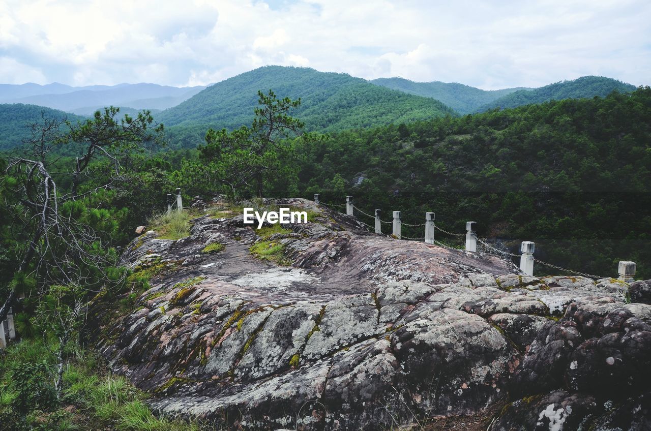 PLANTS GROWING ON ROCKS AGAINST SKY