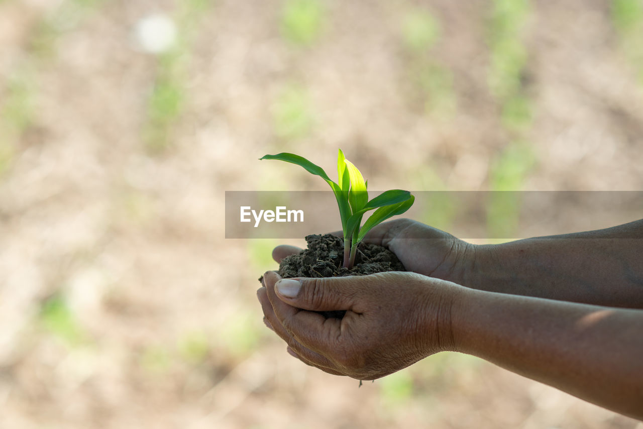 Close-up of hands holding sapling on agricultural field