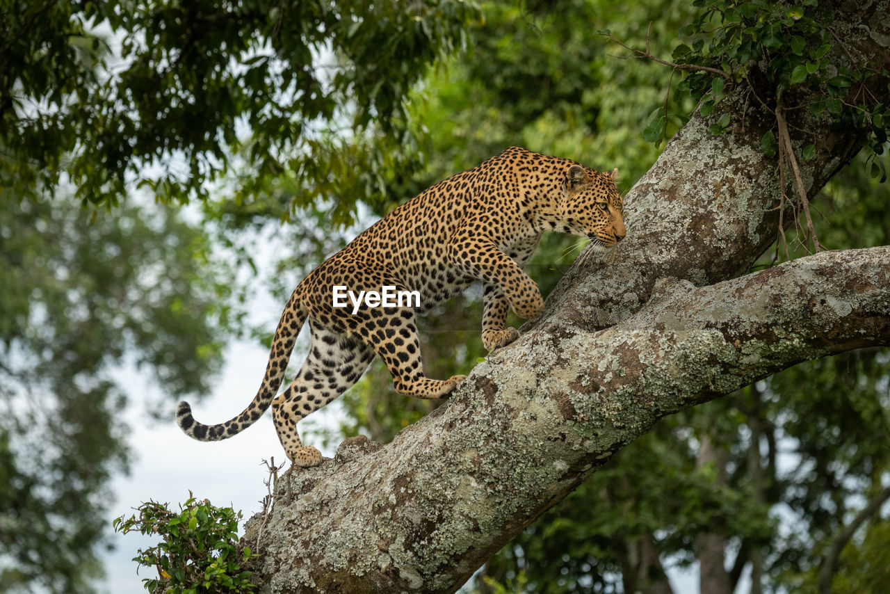 Leopard climbs up lichen-covered branch lifting paw