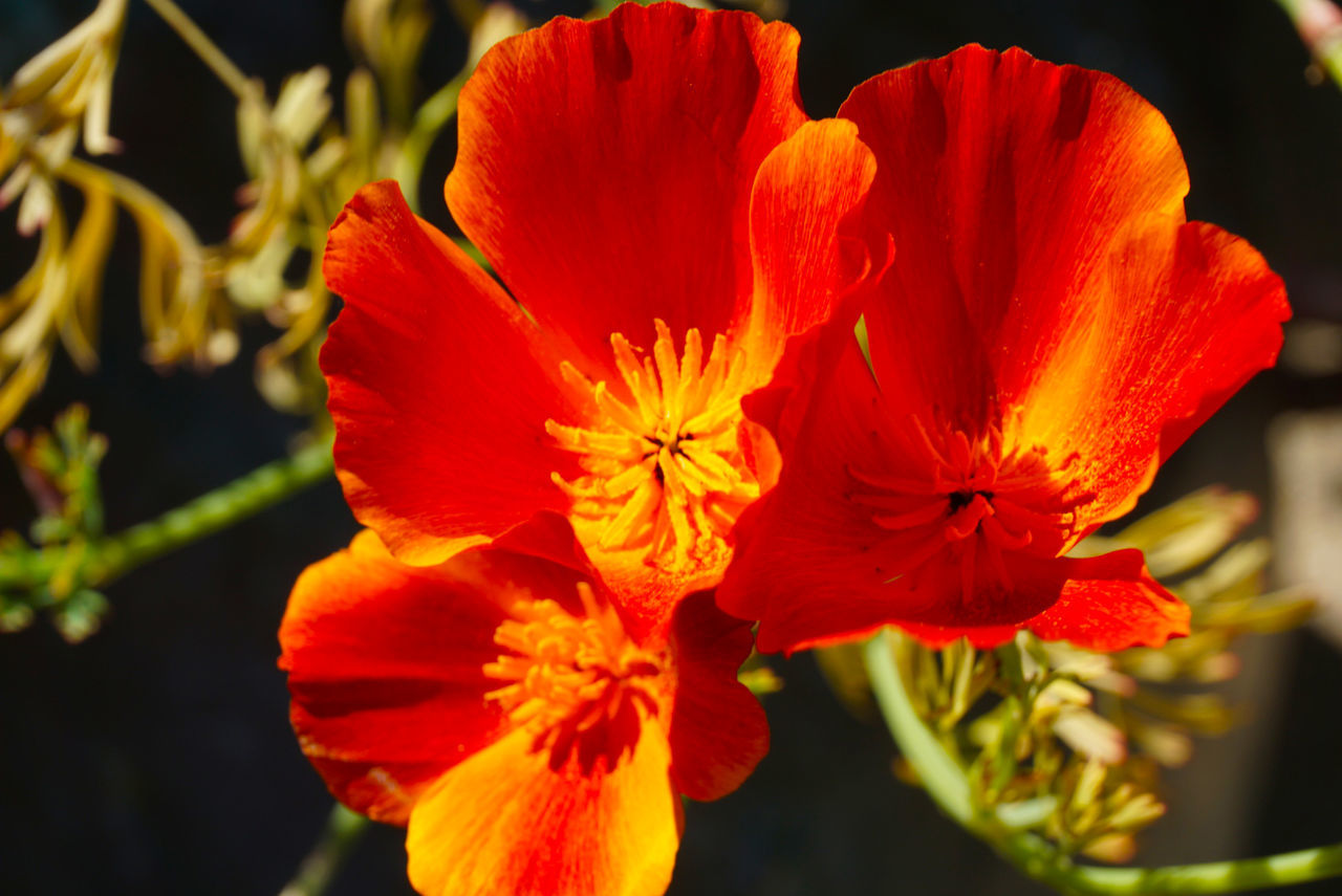 CLOSE-UP OF RED FLOWERS