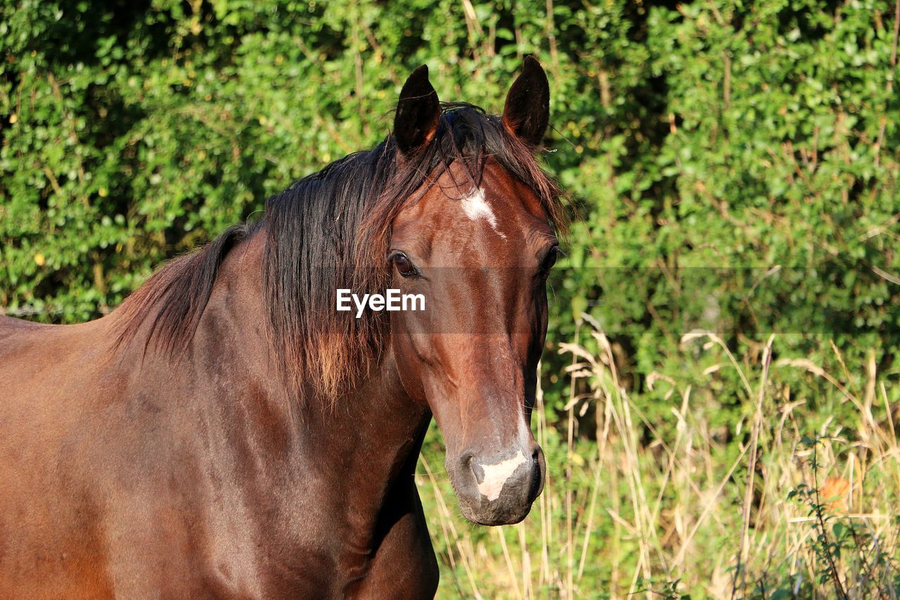 HORSE IN A SUNLIGHT