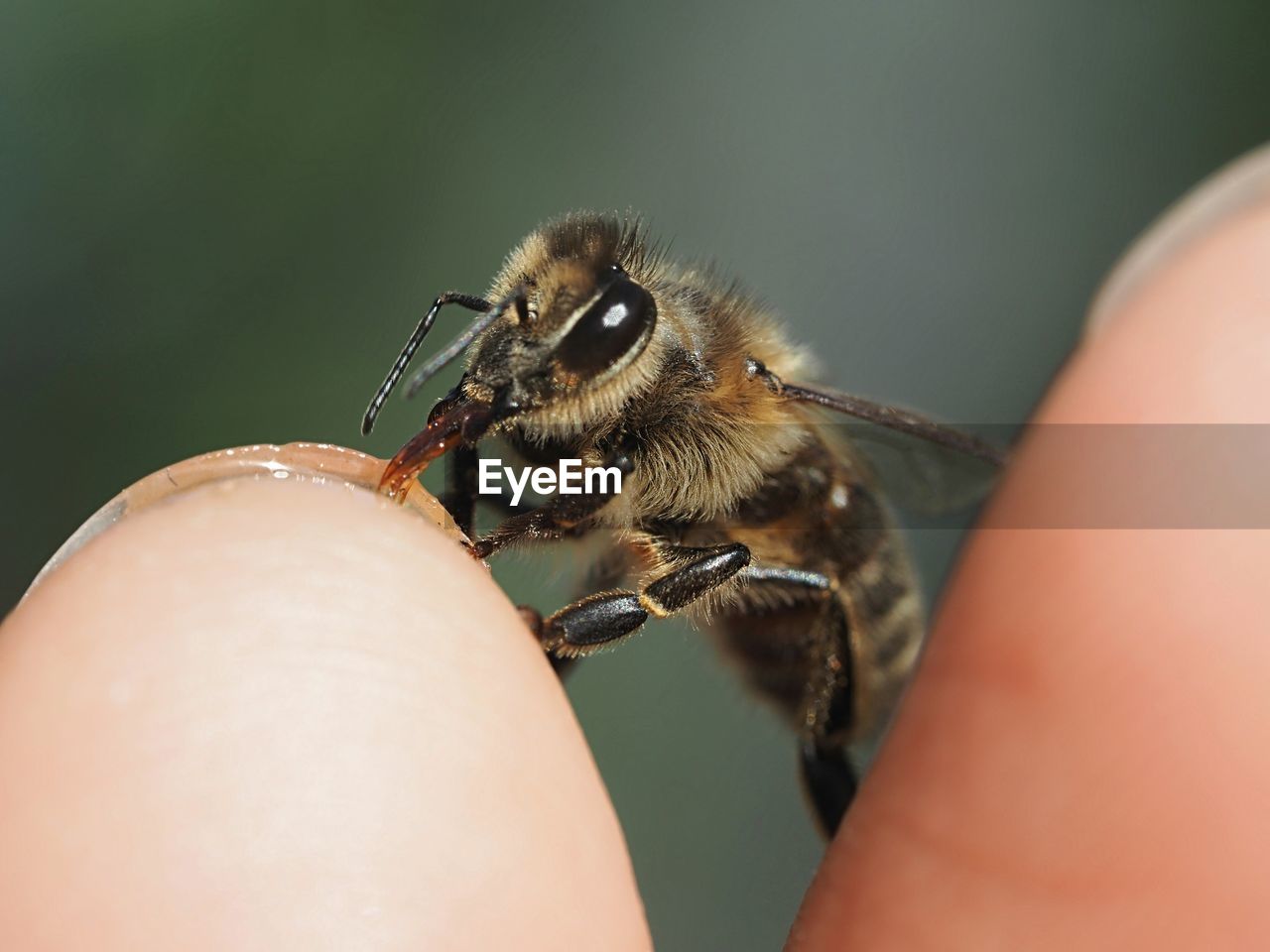 Close-up of bee on finger