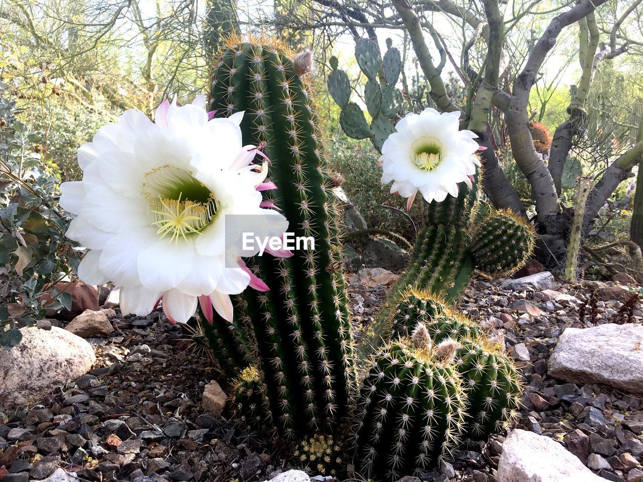 CLOSE-UP OF WHITE FLOWER BLOOMING