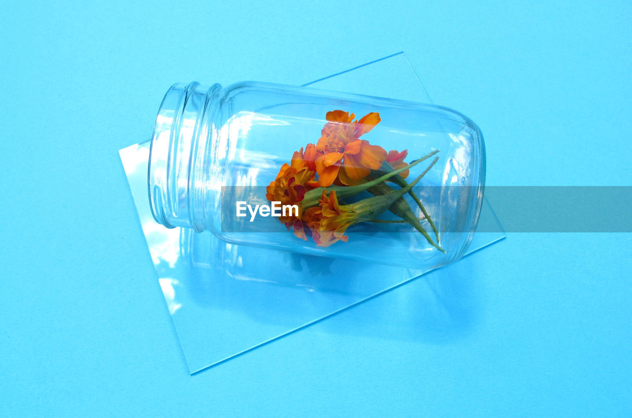 High angle view of marigold flowers in jar on blue background