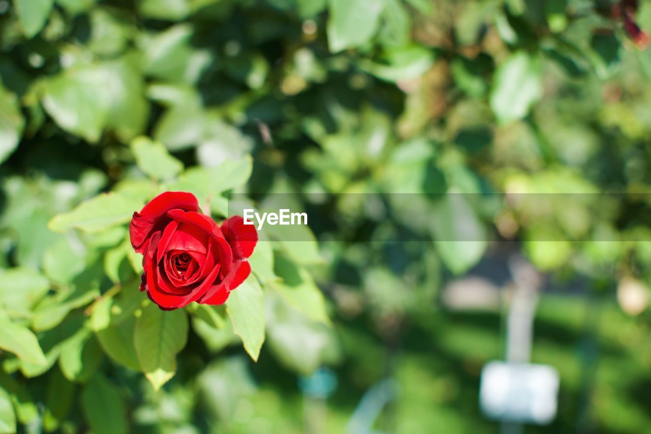 Close-up of red rose blooming outdoors