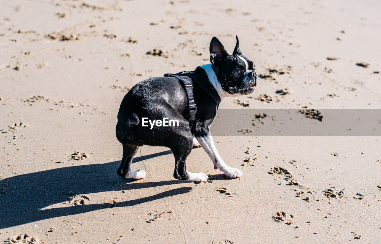 HIGH ANGLE VIEW OF A DOG