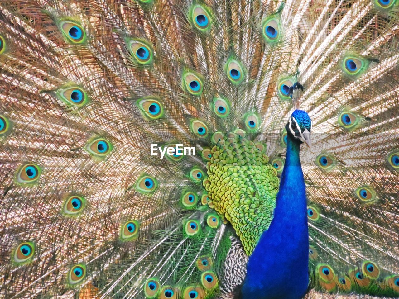 Close-up of peacock