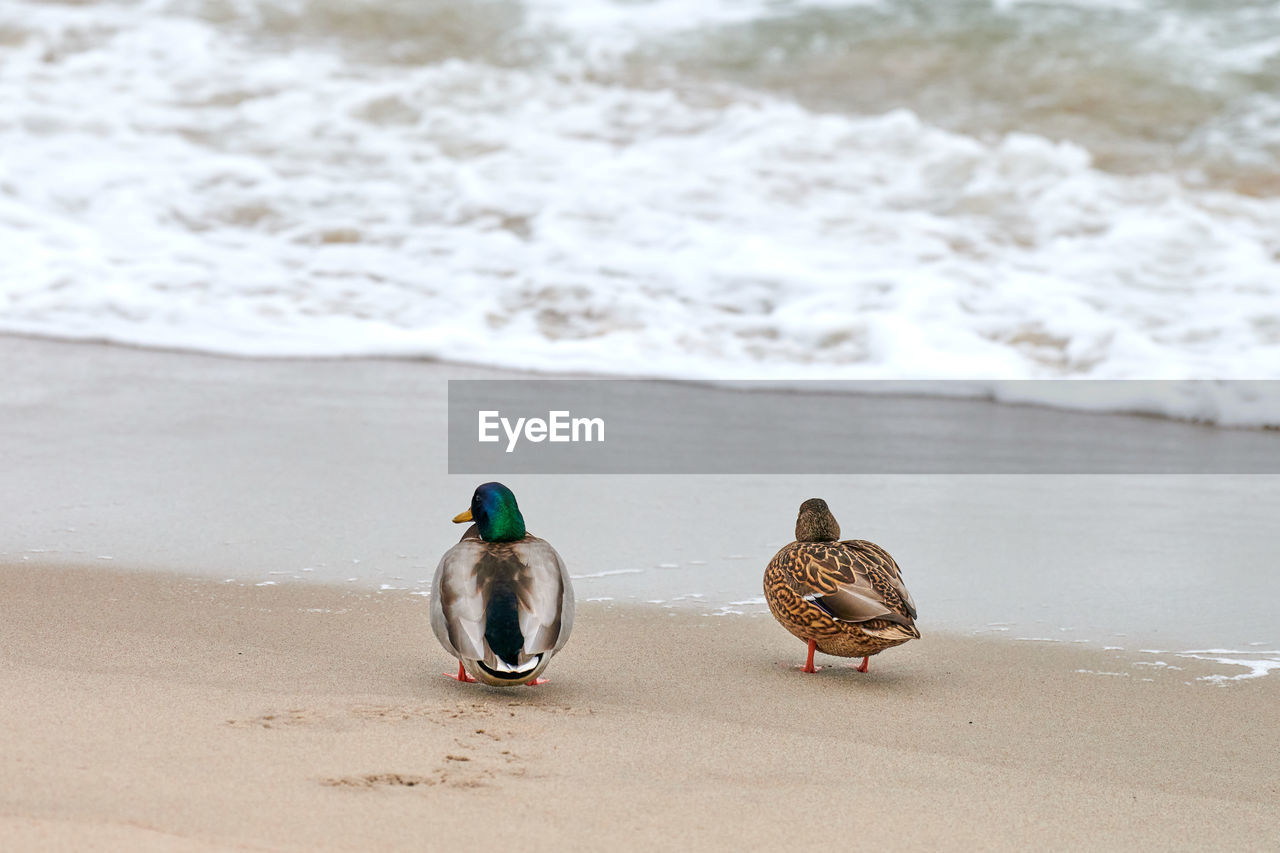 Two mallard waterfowl birds walking near baltic sea. close up of anas platyrhynchos, mallard duck