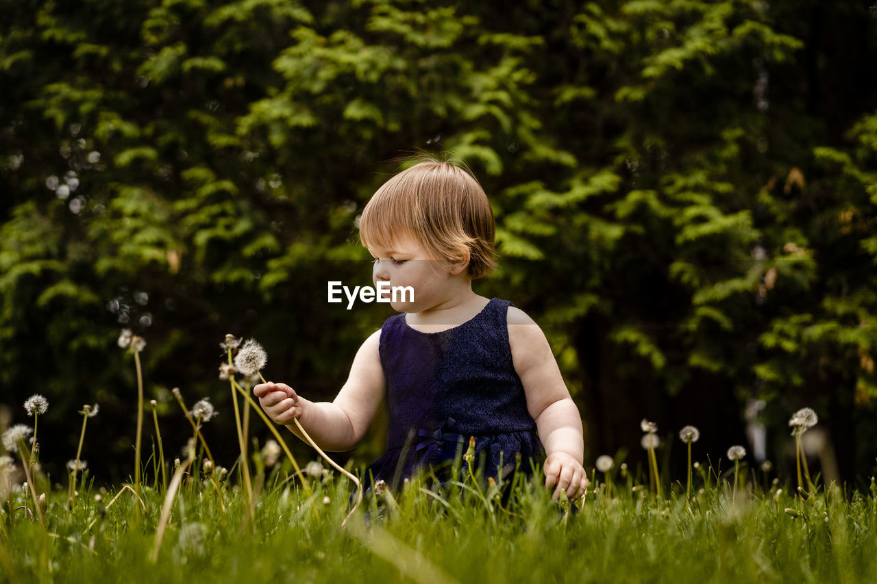 Cute girl picking dandelion seed while sitting on grassy land in park