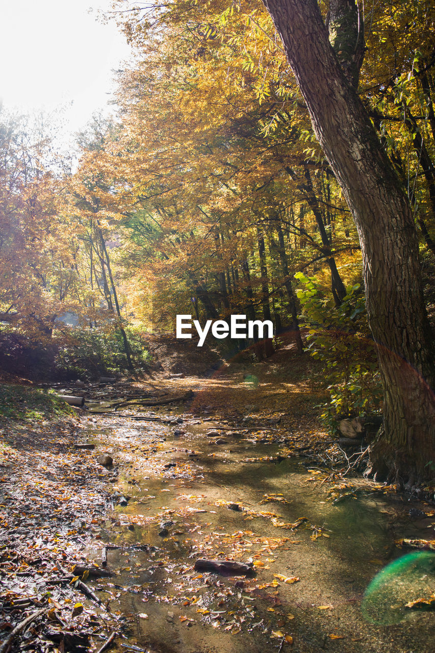 Trees growing in forest during autumn